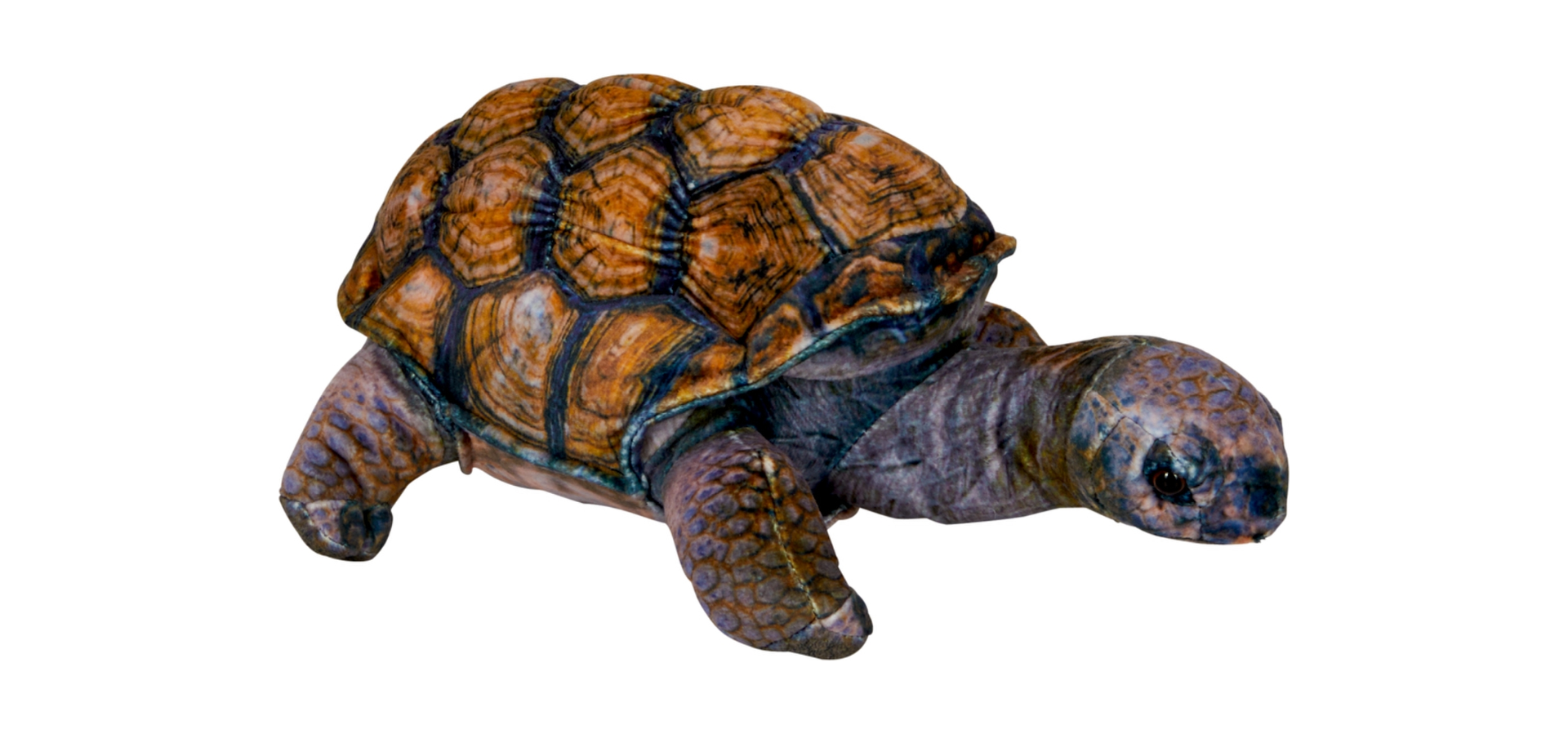 Schildkröte - Nature Zoom Wild