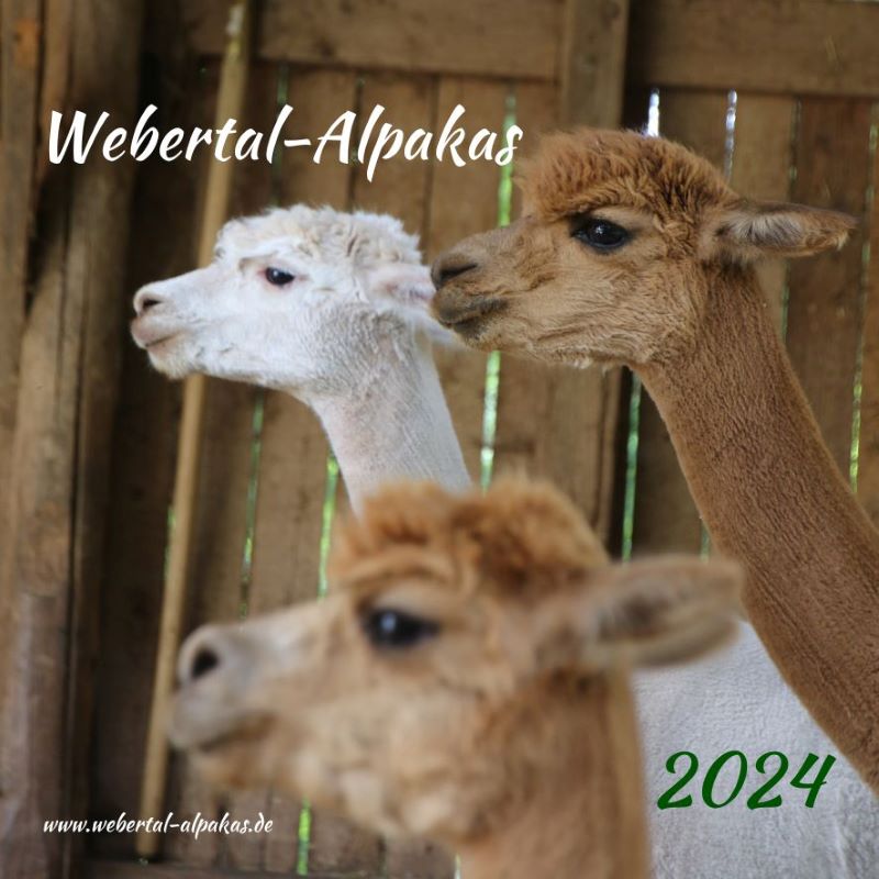 Webertal-Alpakas 2024