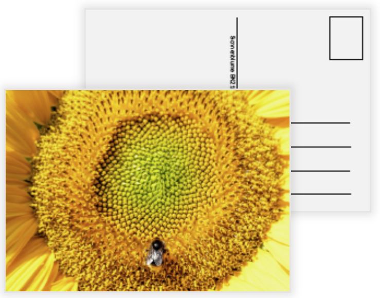 Sonnenblume – Postkarte