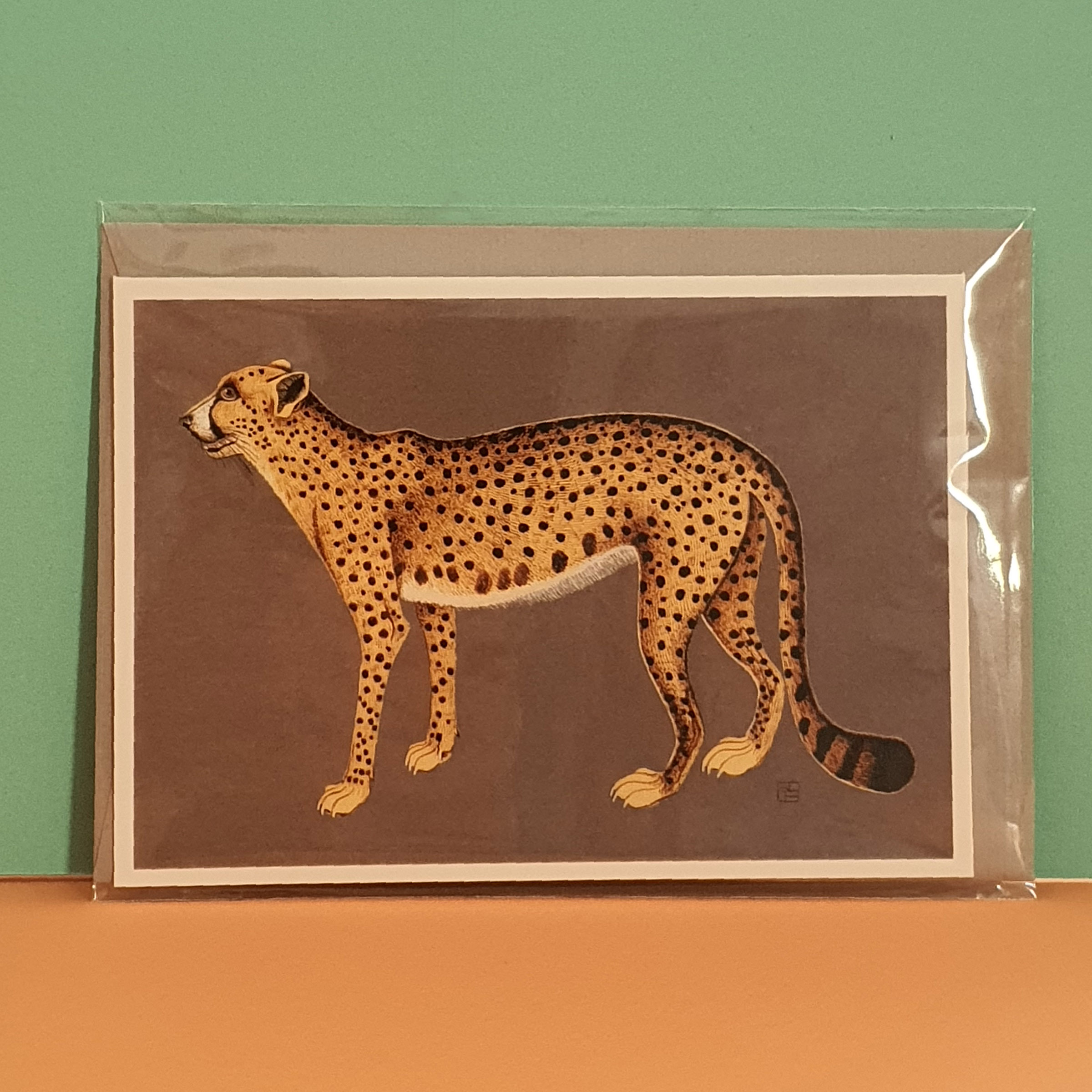 Acinonyx jubatus - Gepard