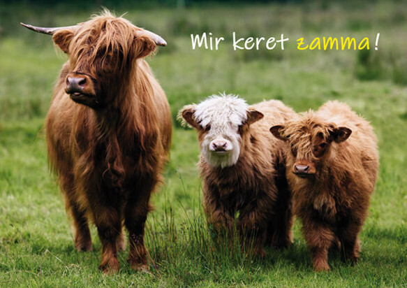 Mir keret zamma