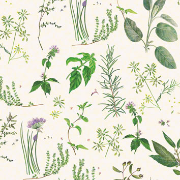 Erbe Aromatiche